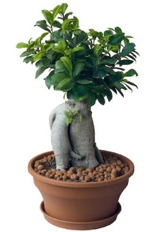 Japon ağacı bonsai saksı bitkisi  İstanbul Üsküdar çiçek gönderme 