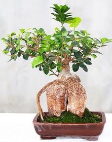 Japon ağacı bonsai saksı bitkisi  İstanbul Üsküdar ucuz çiçek gönder 