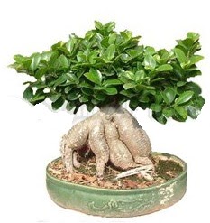 Japon ağacı bonsai saksı bitkisi  İstanbul Üsküdar çiçek gönderme 