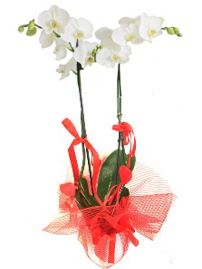 2 dall beyaz orkide bitkisi  stanbul skdar uluslararas iek gnderme 