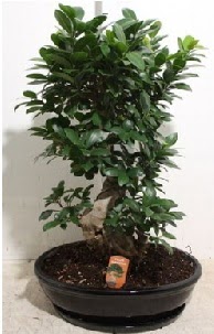 75 CM Ginseng bonsai Japon ağacı  İstanbul Üsküdar hediye çiçek yolla 