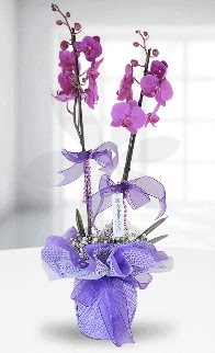 Çift dallı mor orkide LİKE MARKADIR  İstanbul Üsküdar anneler günü çiçek yolla 