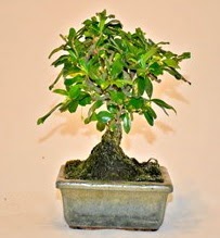 Zelco bonsai saksı bitkisi  İstanbul Üsküdar çiçek servisi , çiçekçi adresleri 