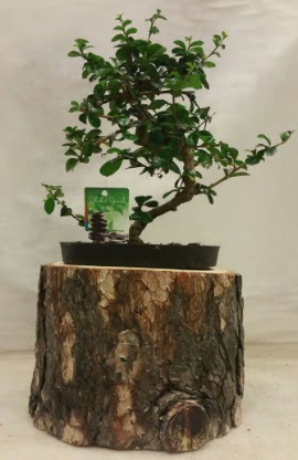 Doğal kütük içinde bonsai japon ağacı  İstanbul Üsküdar İnternetten çiçek siparişi 