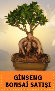 Ginseng bonsai satışı japon ağacı  İstanbul Üsküdar cicek , cicekci 