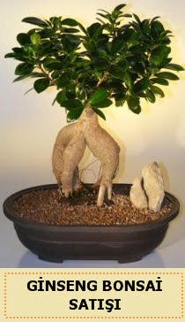 İthal Ginseng bonsai satışı japon ağacı  İstanbul Üsküdar çiçek siparişi sitesi 