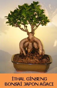 thal japon aac ginseng bonsai sat  stanbul skdar nternetten iek siparii 