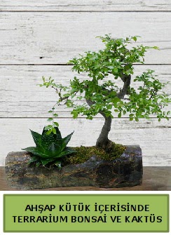 Ahşap kütük bonsai kaktüs teraryum  İstanbul Üsküdar internetten çiçek siparişi 