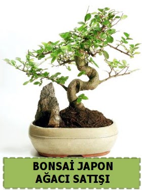 Bonsai japon  ağacı satışı Minyatür İthal  İstanbul Üsküdar internetten çiçek siparişi 
