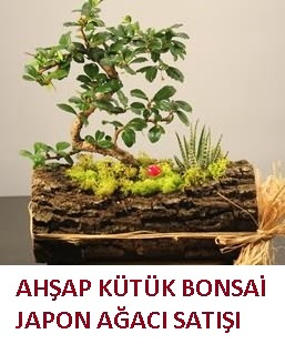 Ahşap kütük içerisinde bonsai ve 3 kaktüs  İstanbul Üsküdar çiçekçi mağazası 