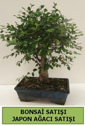 Minyatr bonsai japon aac sat  stanbul skdar iek gnderme sitemiz gvenlidir 