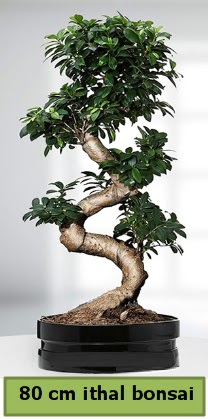 80 cm özel saksıda bonsai bitkisi  İstanbul Üsküdar çiçekçi telefonları 