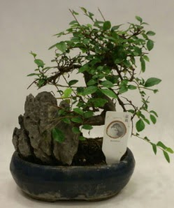 İthal 1.ci kalite bonsai japon ağacı  İstanbul Üsküdar çiçek satışı 