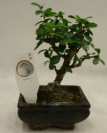 Küçük minyatür bonsai japon ağacı  İstanbul Üsküdar çiçek gönderme 