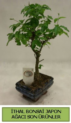 thal bonsai japon aac bitkisi  stanbul skdar hediye sevgilime hediye iek 