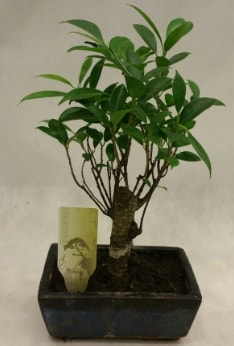 Japon aac bonsai bitkisi sat  stanbul skdar ieki telefonlar 