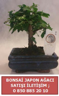 Japon ağacı minyaür bonsai satışı  İstanbul Üsküdar çiçek satışı 