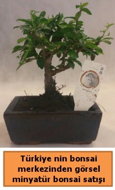 Japon ağacı bonsai satışı ithal görsel  İstanbul Üsküdar çiçek yolla 