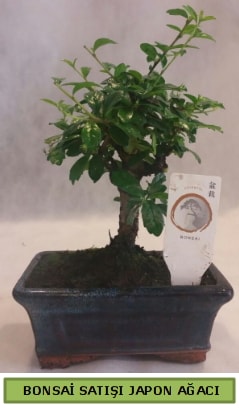 Minyatür bonsai ağacı satışı  İstanbul Üsküdar çiçek gönderme 