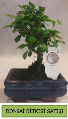 Bonsai ithal görsel minyatür japon ağacı  İstanbul Üsküdar ucuz çiçek gönder 