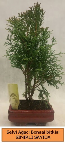 Selvi ağacı bonsai japon ağacı bitkisi  İstanbul Üsküdar çiçek satışı 