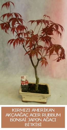 Amerikan akçaağaç Acer Rubrum bonsai  İstanbul Üsküdar uluslararası çiçek gönderme 