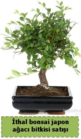 İthal bonsai saksı çiçeği Japon ağacı satışı  İstanbul Üsküdar İnternetten çiçek siparişi 