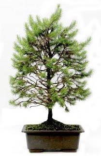 *** STOKTA YOK - Çam ağacı bonsai bitkisi satışı  İstanbul Üsküdar cicekciler , cicek siparisi 