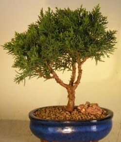 Servi am bonsai japon aac bitkisi  stanbul skdar iek yolla 