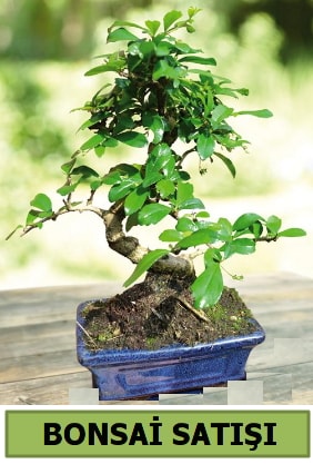 Çam bonsai japon ağacı satışı  İstanbul Üsküdar çiçek satışı 
