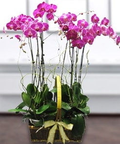 7 dallı mor lila orkide  İstanbul Üsküdar çiçek gönderme sitemiz güvenlidir 