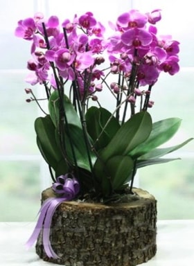 Ktk ierisinde 6 dall mor orkide  stanbul skdar ucuz iek gnder 