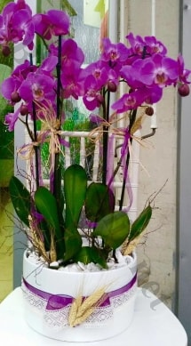 Seramik vazoda 4 dall mor lila orkide  stanbul skdar online iek gnderme sipari 