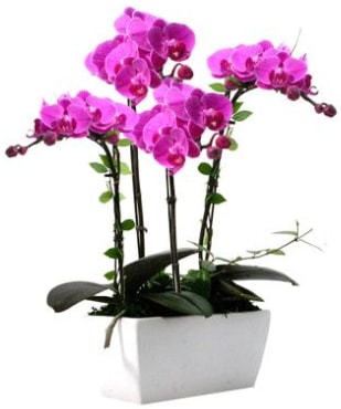 Seramik vazo içerisinde 4 dallı mor orkide  İstanbul Üsküdar çiçek satışı 
