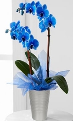 Seramik vazo içerisinde 2 dallı mavi orkide  İstanbul Üsküdar çiçek , çiçekçi , çiçekçilik 