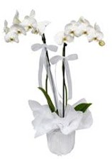 2 dallı beyaz orkide  İstanbul Üsküdar güvenli kaliteli hızlı çiçek 