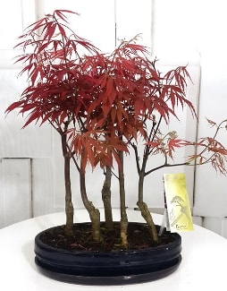 5 adet japon akaaa bonsai iei  stanbul skdar iek sat 