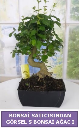 S dal eğriliği bonsai japon ağacı  İstanbul Üsküdar çiçek satışı 