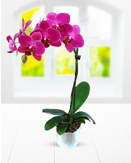 Tek dallı mor orkide  İstanbul Üsküdar çiçek satışı 