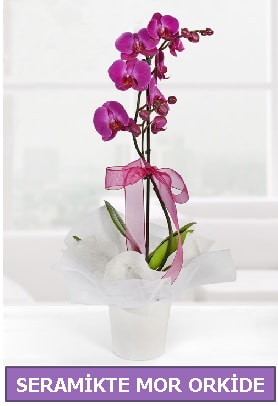 Seramik içerisinde birinci kalite tek dallı mor orkide  İstanbul Üsküdar İnternetten çiçek siparişi 