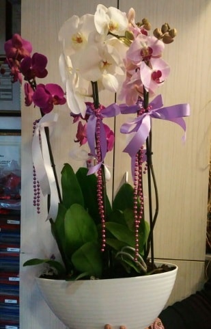 Mor ve beyaz ve pembe 6 dallı orkide  İstanbul Üsküdar ucuz çiçek gönder 