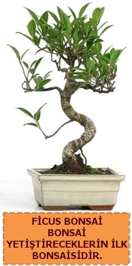 Ficus bonsai 15 ile 25 cm arasndadr  stanbul skdar iek yolla 