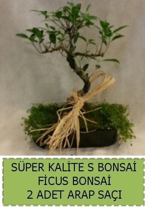 Ficus S Bonsai ve arap saçı  İstanbul Üsküdar çiçekçi telefonları 