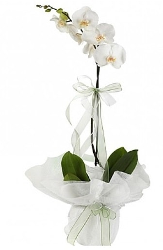 Tekli Beyaz Orkide  İstanbul Üsküdar hediye çiçek yolla 