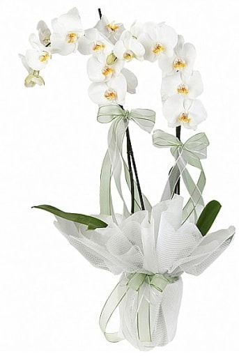 Çift Dallı Beyaz Orkide  İstanbul Üsküdar anneler günü çiçek yolla 