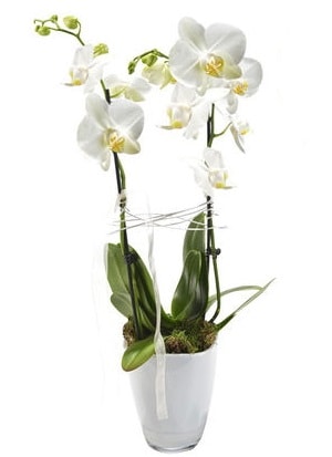 2 dallı beyaz seramik beyaz orkide saksısı  İstanbul Üsküdar çiçek gönderme sitemiz güvenlidir 