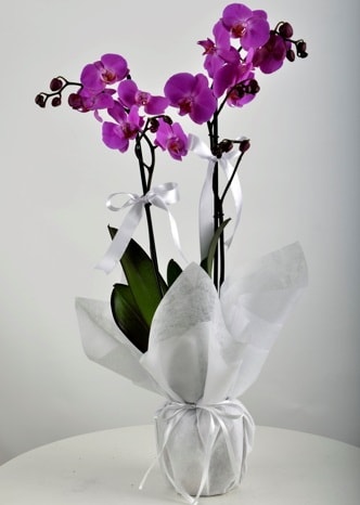 Çift dallı saksıda mor orkide çiçeği  İstanbul Üsküdar çiçek siparişi vermek 