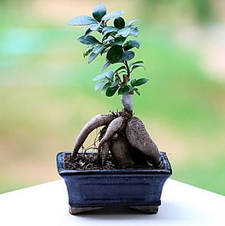 Marvellous Ficus Microcarpa ginseng bonsai  İstanbul Üsküdar çiçek siparişi vermek 