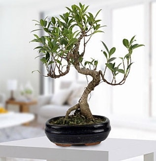Gorgeous Ficus S shaped japon bonsai  İstanbul Üsküdar yurtiçi ve yurtdışı çiçek siparişi 