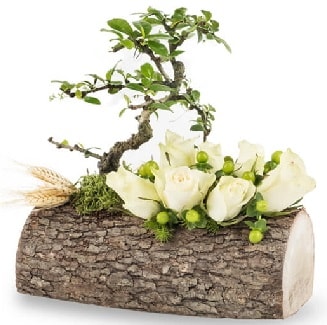 Doğal kütükte bonsai ağacı ve 7 beyaz gül  İstanbul Üsküdar çiçek gönderme sitemiz güvenlidir 